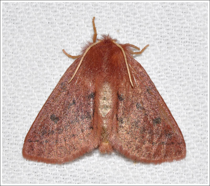 cmda003.jpg