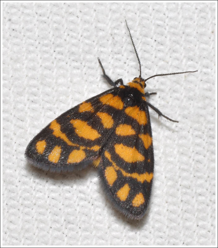 cmda009.jpg