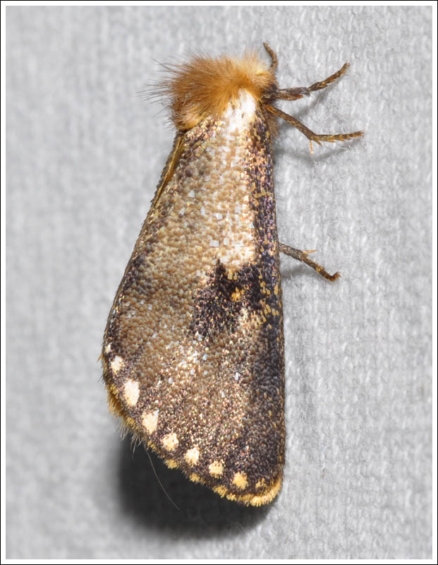cmda010.jpg