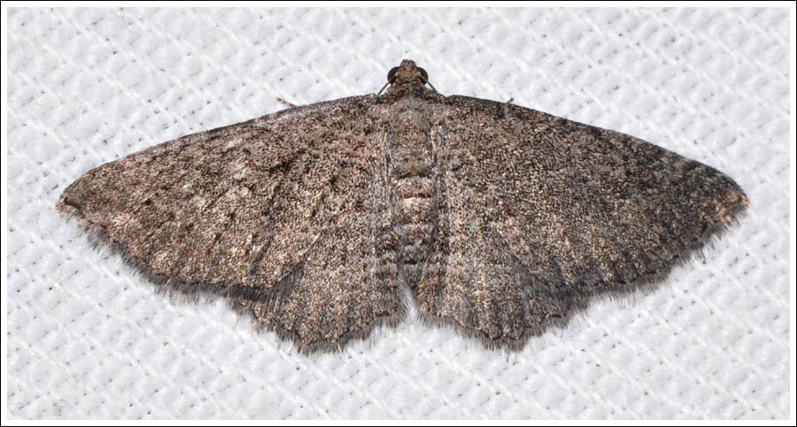 cmda019.jpg