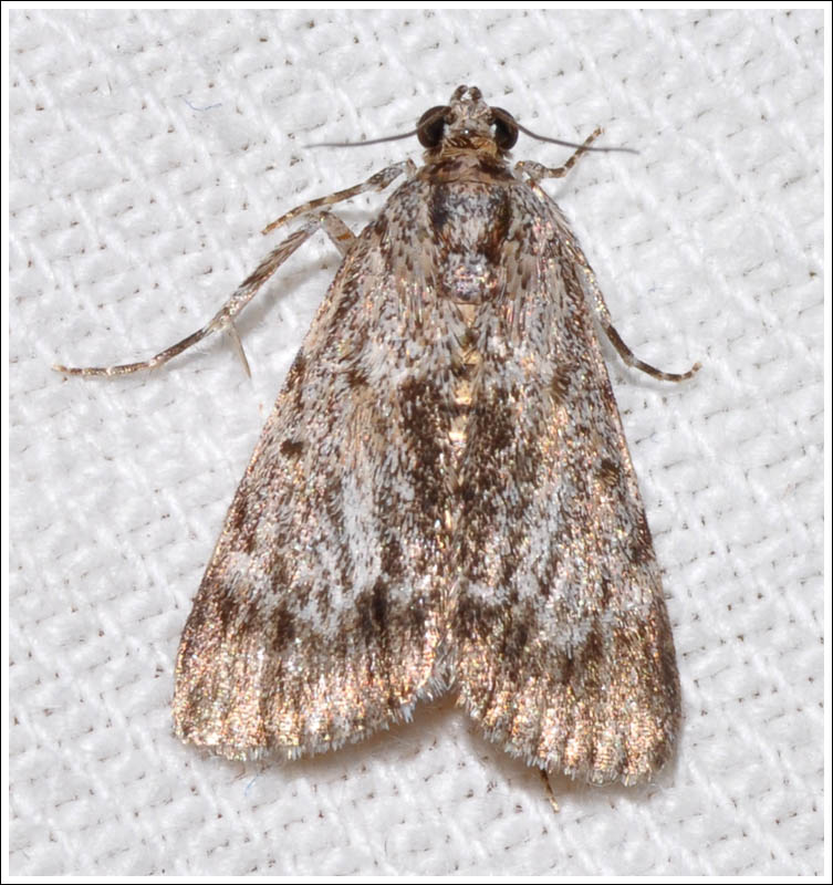 cmda025.jpg