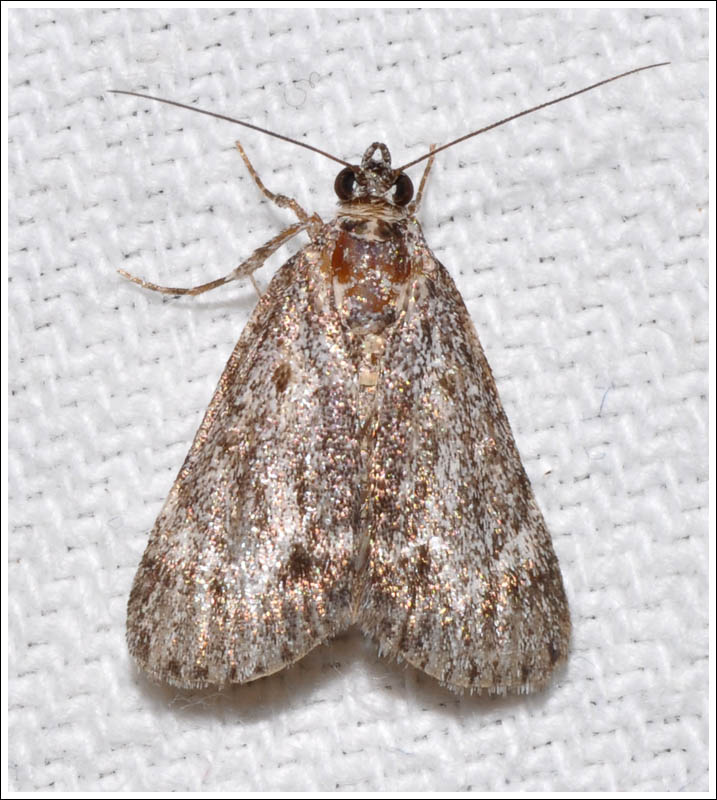 cmda026.jpg