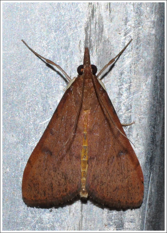 cmda027.jpg