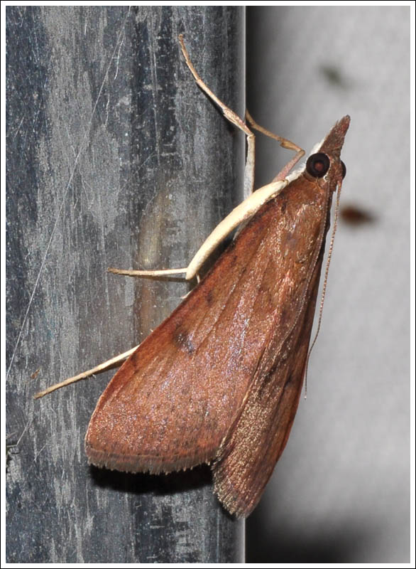 cmda028.jpg