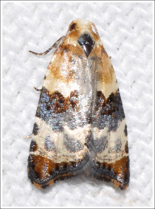 cmda029.jpg