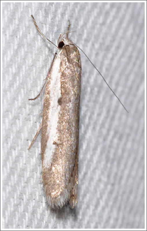 cmda033.jpg