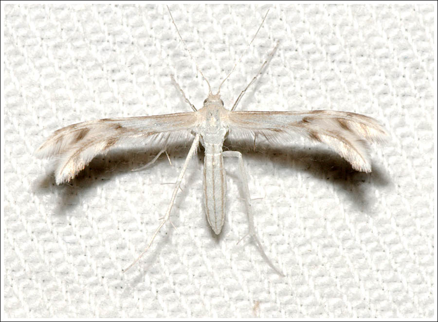 cmda035.jpg