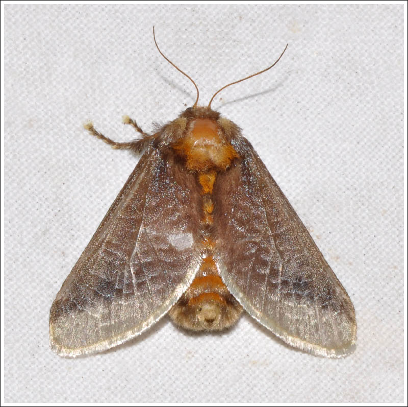 cmda036.jpg