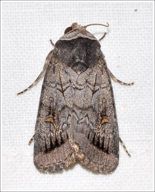 Noctuidae
