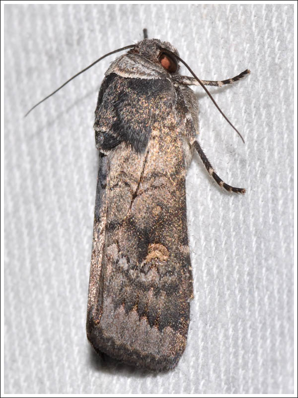 Noctuidae
