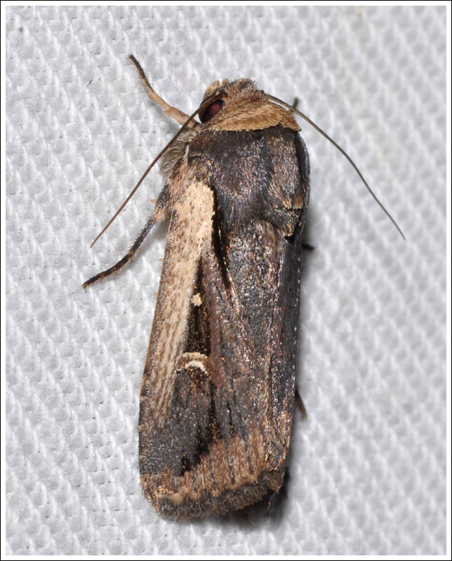 Noctuidae
