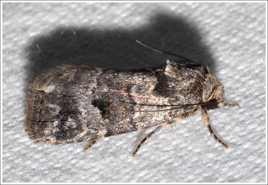 Noctuidae
