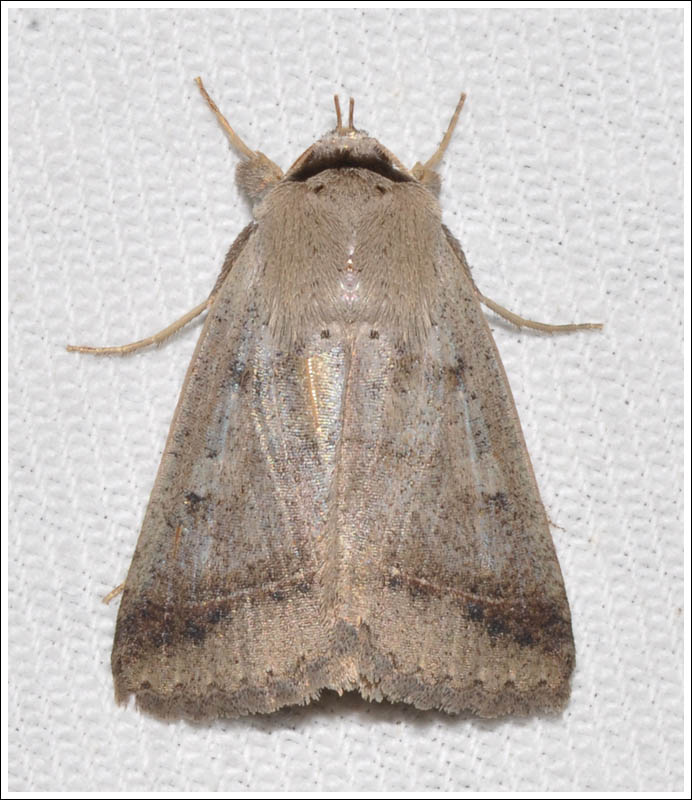 Noctuidae
