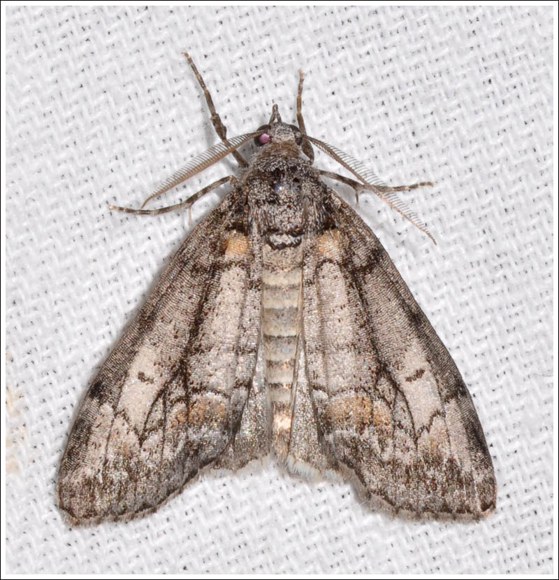 Smyriodes trigramma
Geometridae
Ennominae
