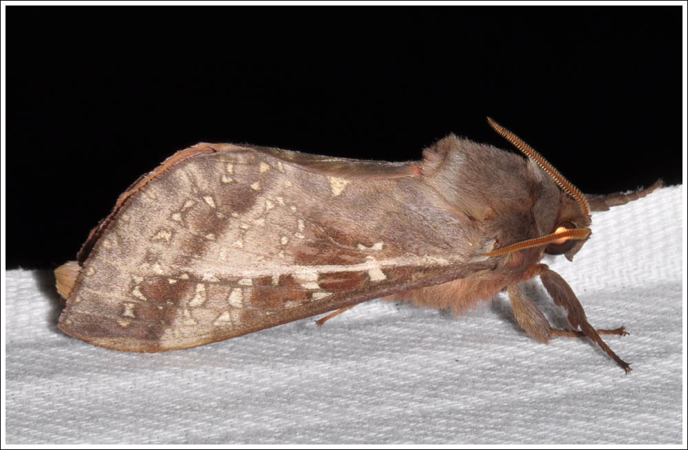 Oxycanus dirempta
Hepialidae
