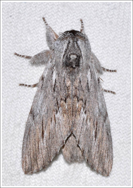 col008.jpg