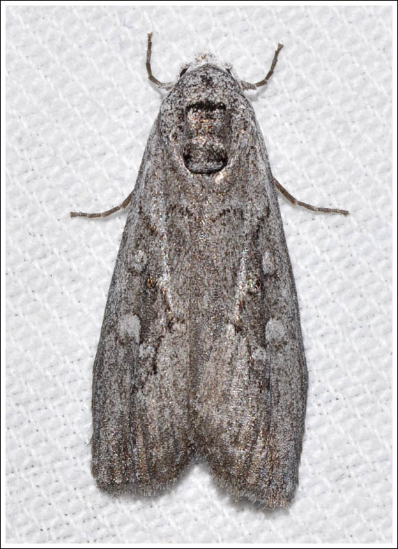 col019.jpg