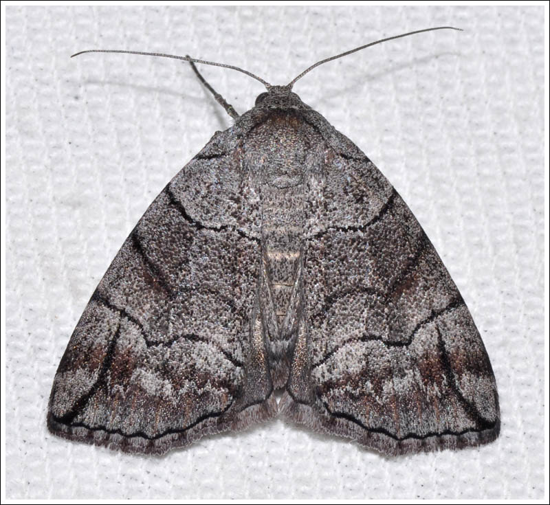 col038.jpg