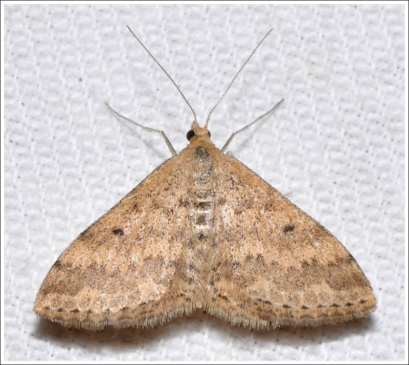 col043.jpg