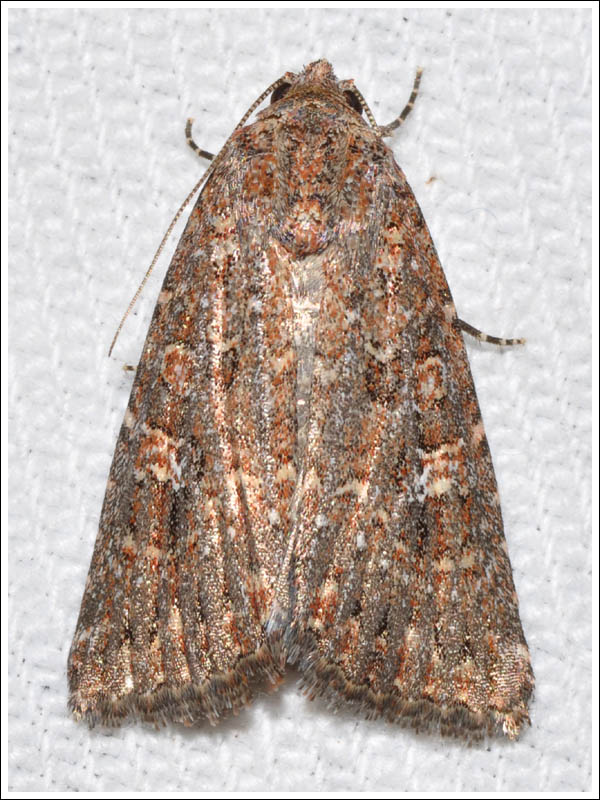 col077.jpg