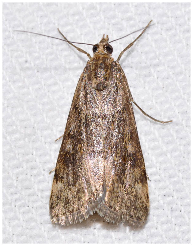 col095.jpg