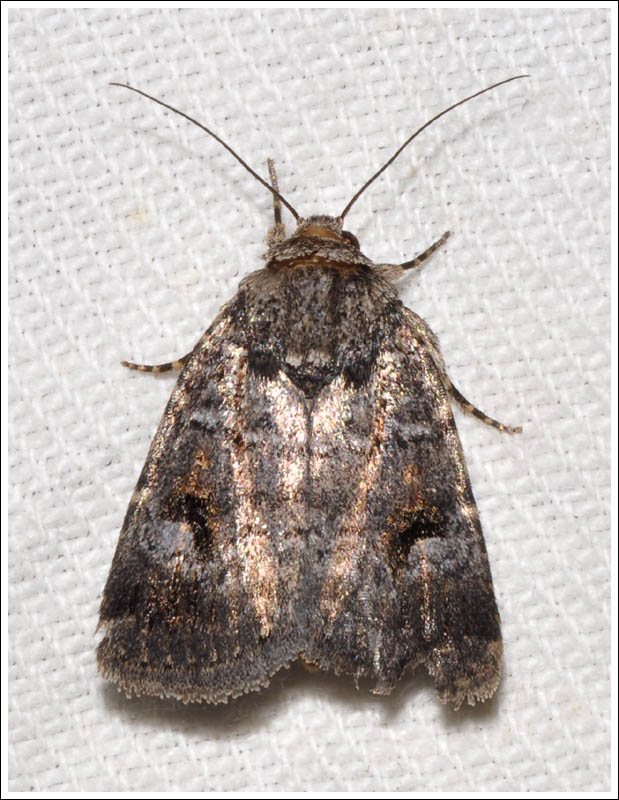 Noctuidae
