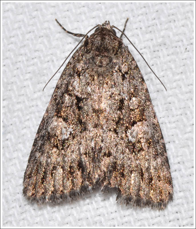 Noctuidae
