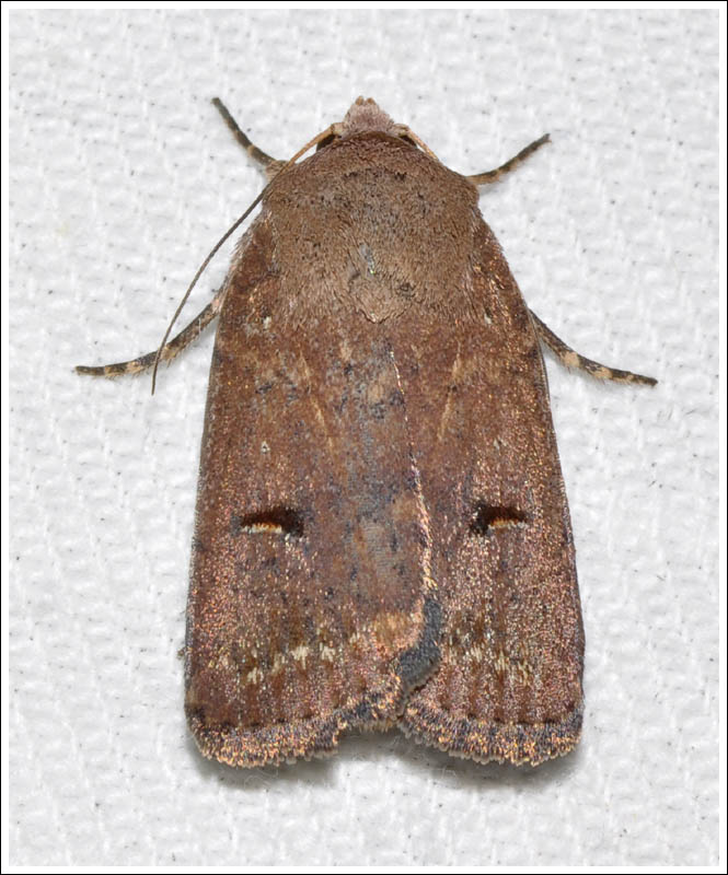 Noctuidae

