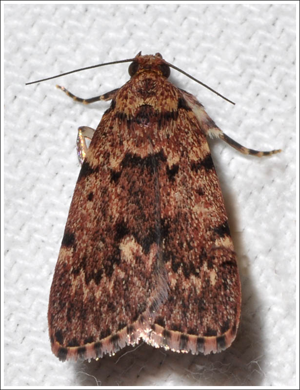 Noctuidae
