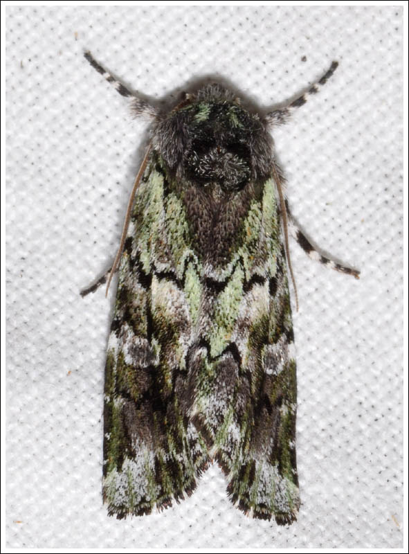 Noctuidae
