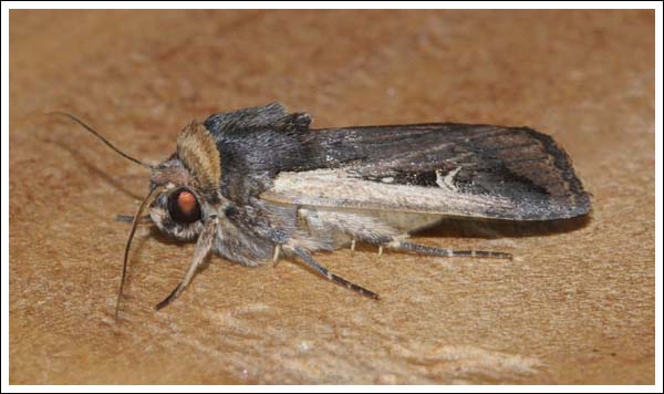 Proteuxoa tortisigna
Noctuidae.
