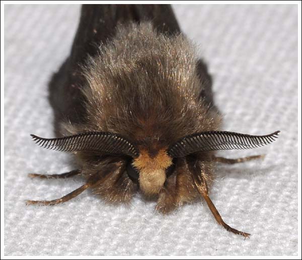 Psychidae.

