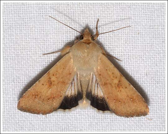 Helicoverpa punctigera
Native Budworm
