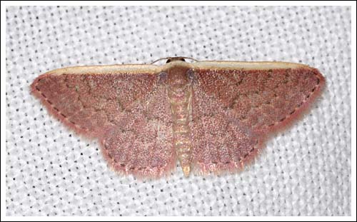 Idaea species.
Geometridae.
