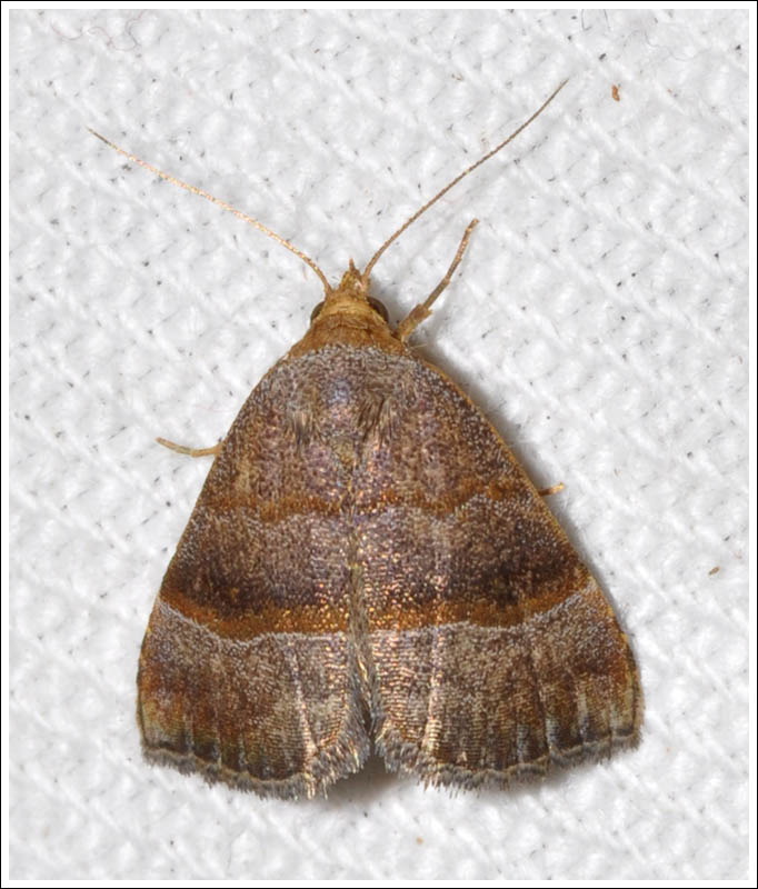 Noctuidae
