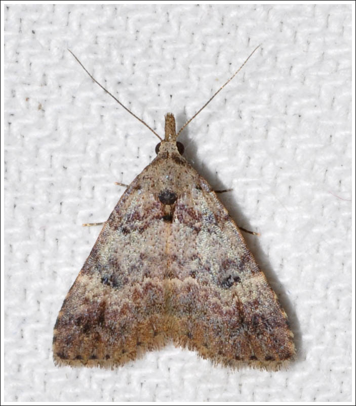 Noctuidae
