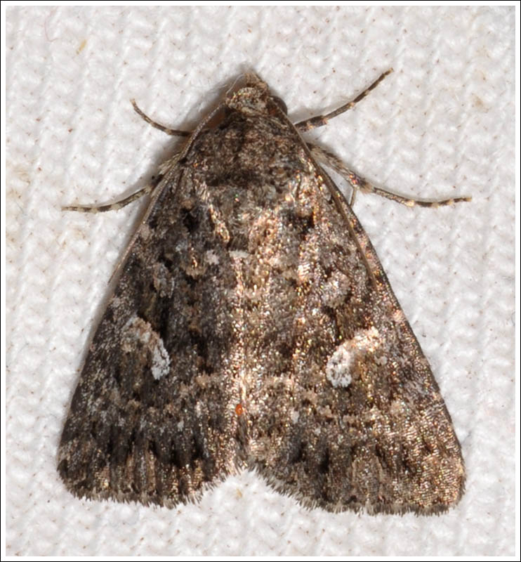 Noctuidae
