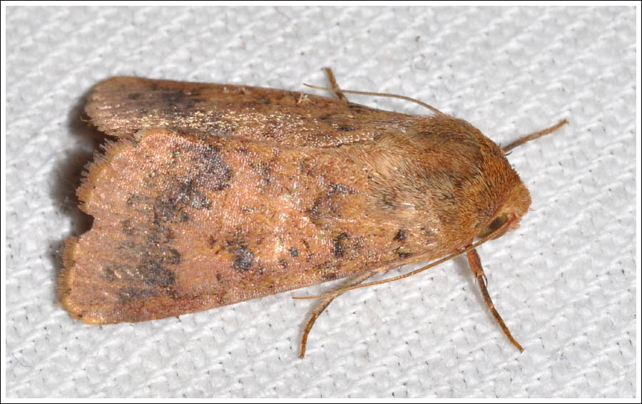 Noctuidae
