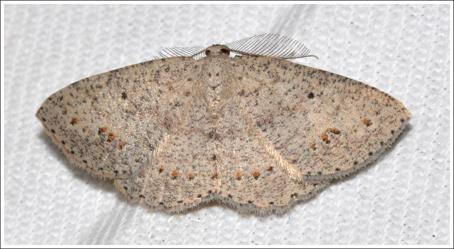 Casbia tanaoctena
