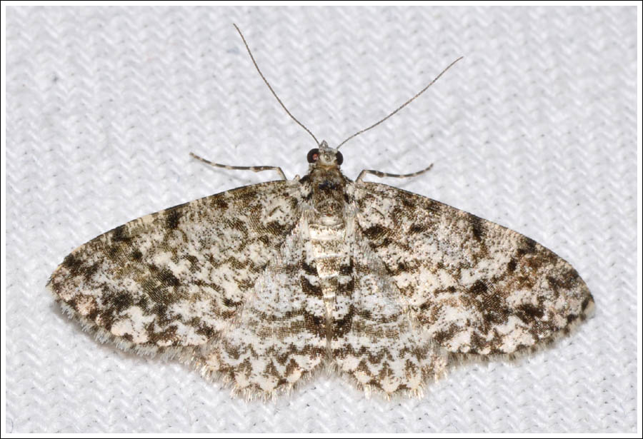 (Tephrosia) desumpta

