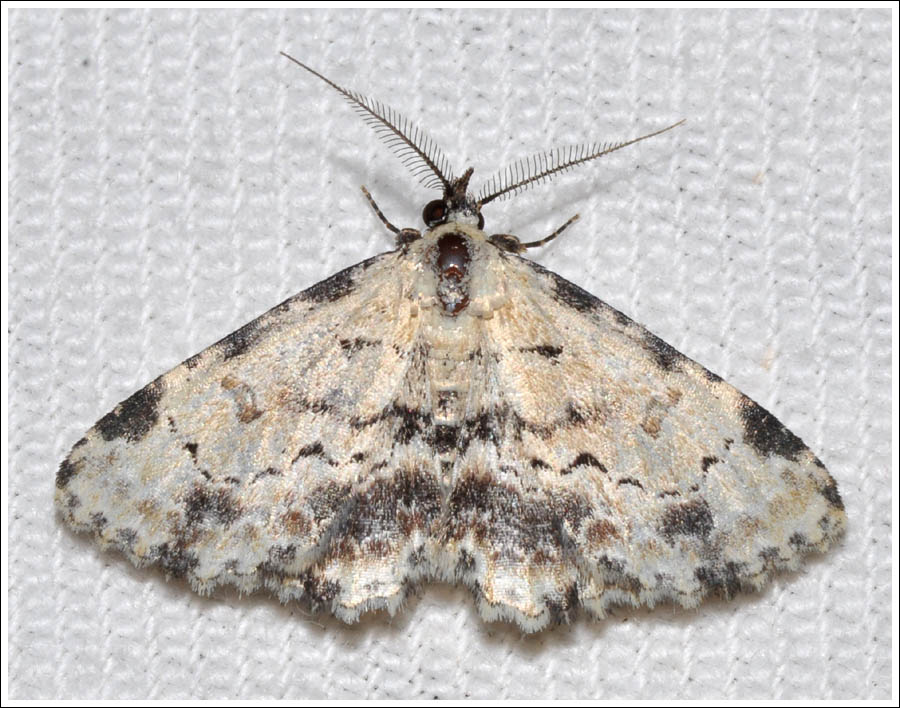 gal027.jpg