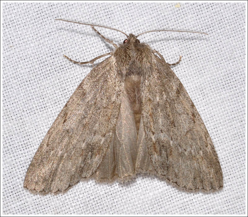 Geometridae,
Ennominae.

