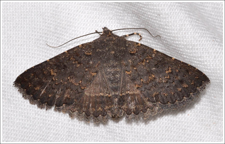 Praxis sp. 2 (MOV)
Noctuidae.
