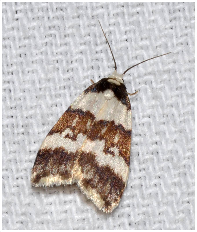 gc046.jpg