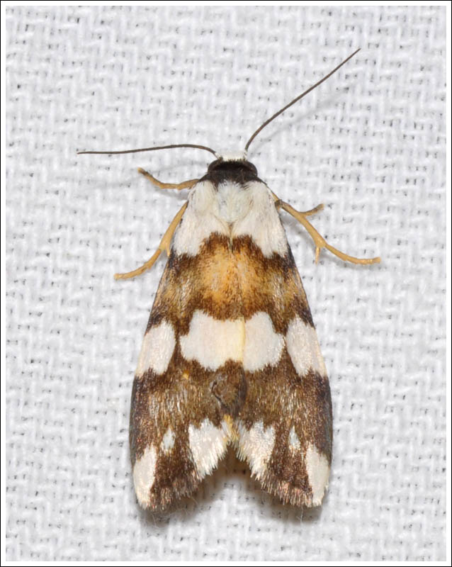 gc047.jpg