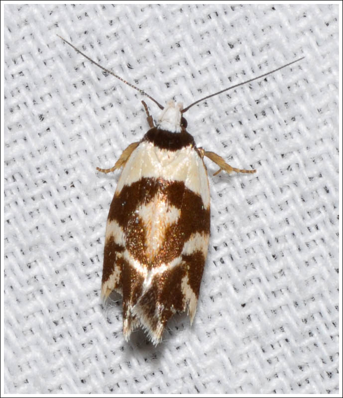 gc061.jpg