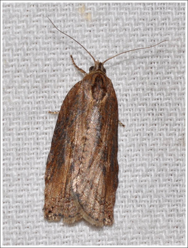 gc063.jpg