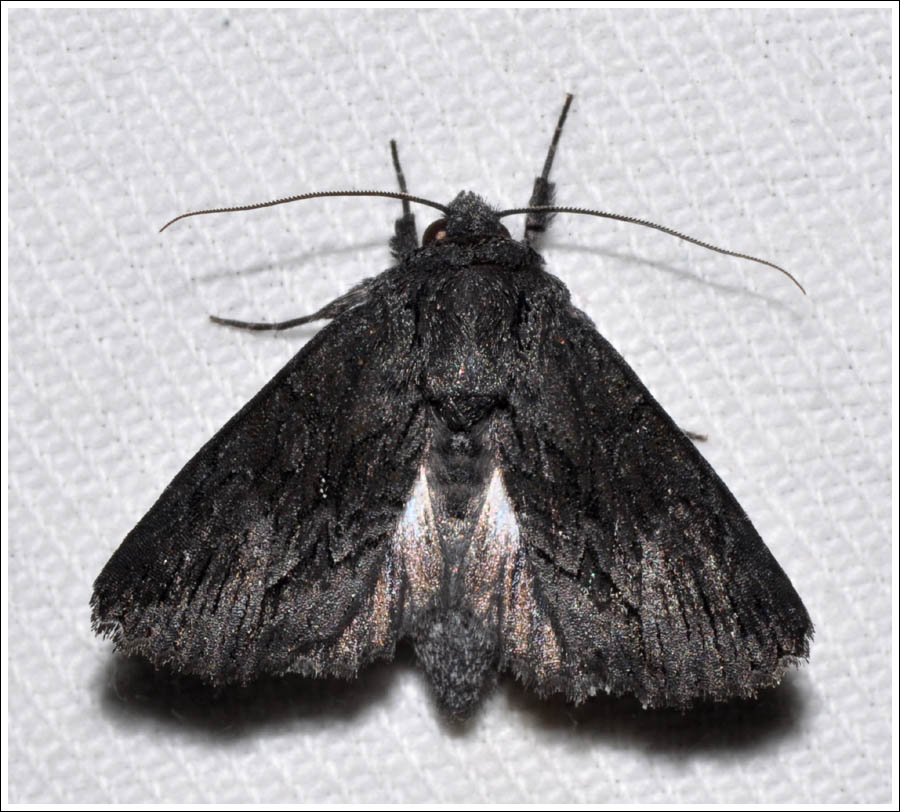 Noctuidae

