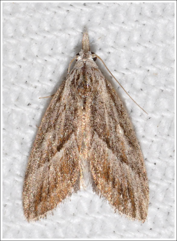 gca058.jpg