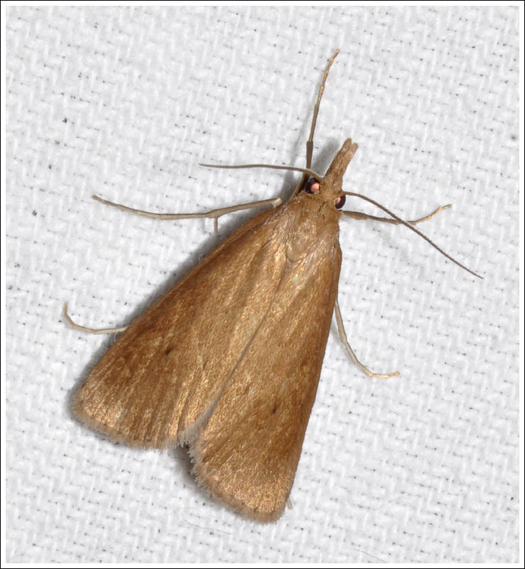 gcf063.jpg